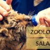 zoologist salary
